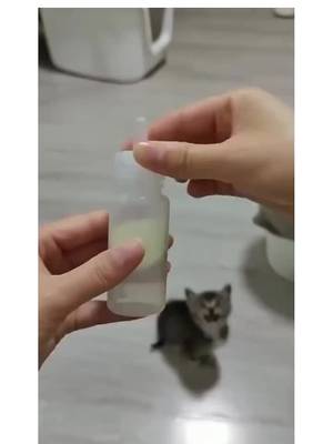 Забавные коты