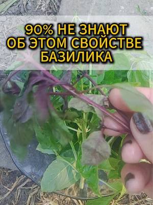 Лена по Делу