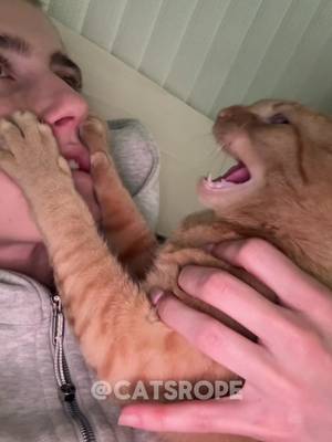 Funny cat videos