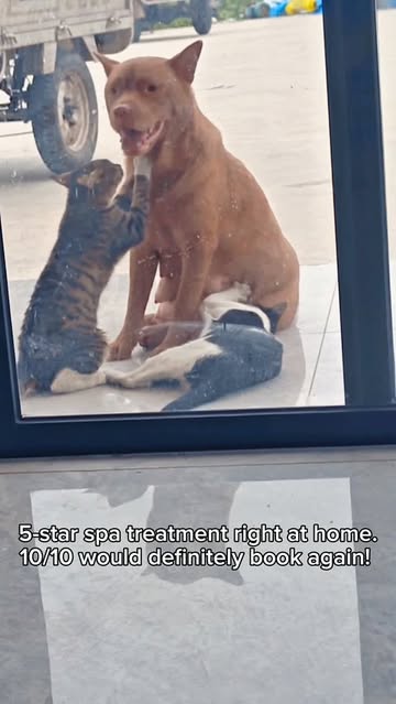 Cat Lovers Club