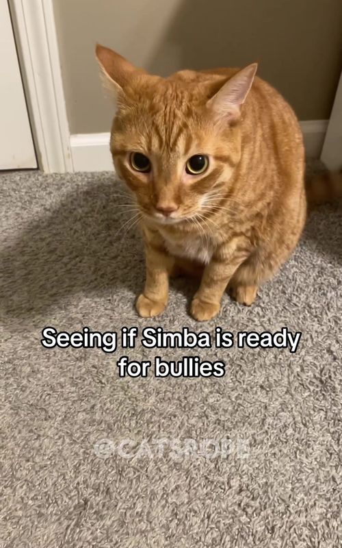 Funny cat videos