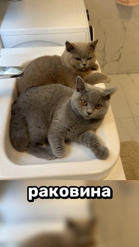 ЖЕЛТОК