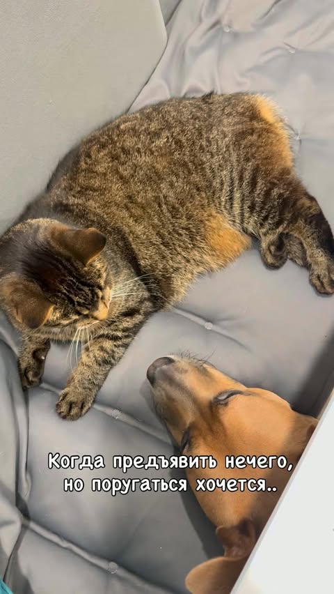 Баффи🐾Бусик