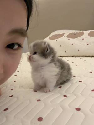 Meow Meow
